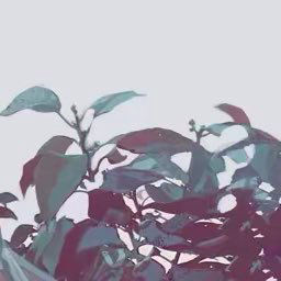 Sheya 画集 揺光 Amazon.co.jp: Sheya 画集 揺光 : おもちゃ
